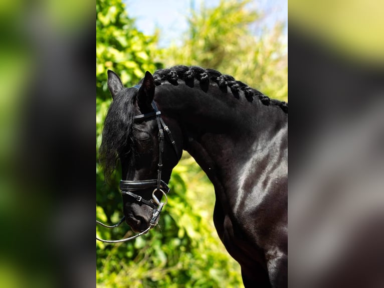 PRE Mix Hengst 4 Jahre 166 cm Rappe in Malaga