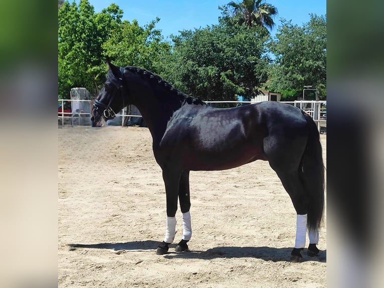 PRE Mix Hengst 4 Jahre 166 cm Rappe in Malaga