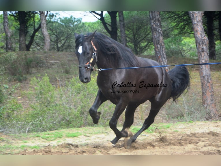 PRE Mix Hengst 4 Jahre 166 cm Rappe in Vejer de la Frontera