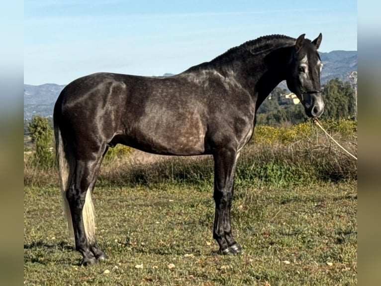 PRE Mix Hengst 4 Jahre 166 cm Rappschimmel in Martfeld