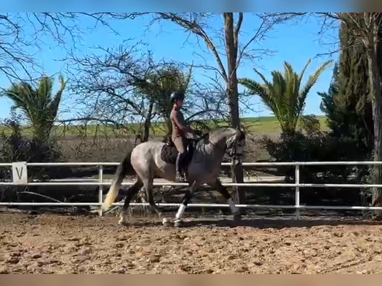 PRE Mix Hengst 4 Jahre 166 cm Schimmel in Tarifa