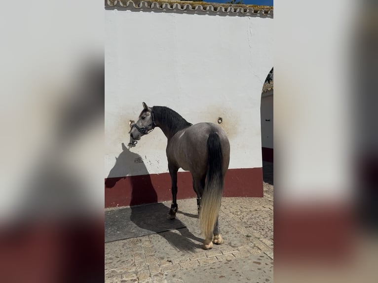 PRE Hengst 4 Jahre 166 cm Schimmel in Tarifa