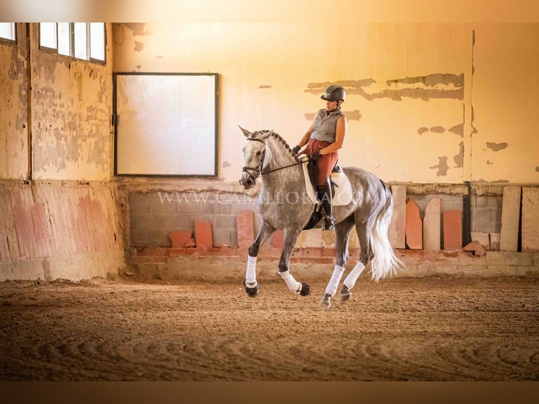 PRE Hengst 4 Jahre 167 cm Apfelschimmel in Rafelguaraf