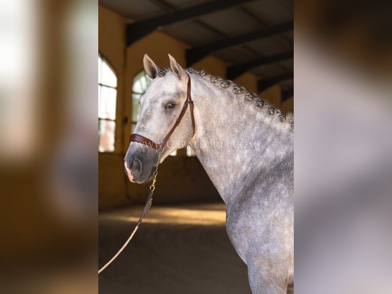 PRE Hengst 4 Jahre 167 cm Apfelschimmel in Rafelguaraf