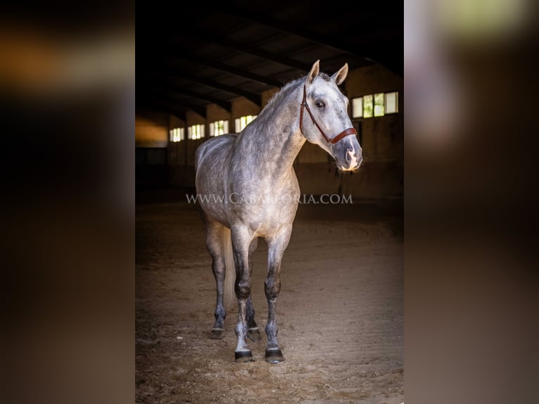 PRE Hengst 4 Jahre 167 cm Apfelschimmel in Rafelguaraf