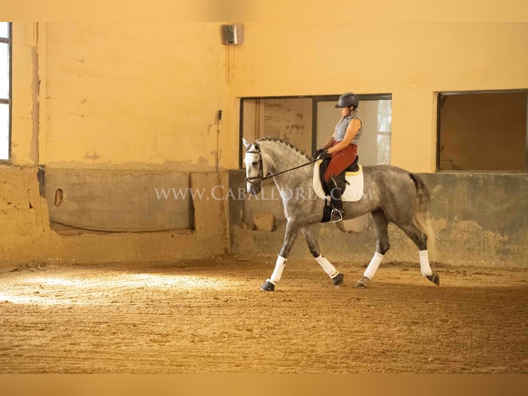 PRE Hengst 4 Jahre 167 cm Apfelschimmel in Rafelguaraf