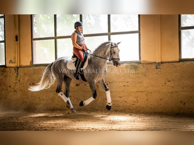 PRE Hengst 4 Jahre 167 cm Apfelschimmel in Rafelguaraf