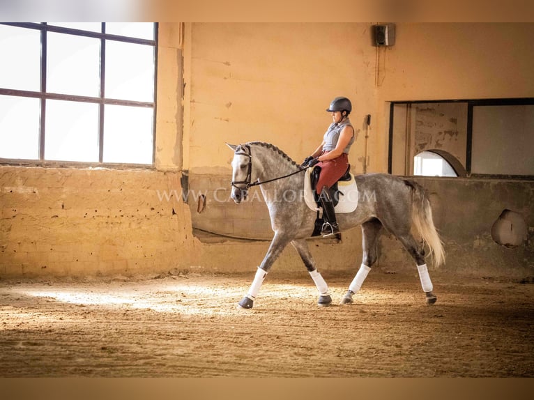 PRE Hengst 4 Jahre 167 cm Apfelschimmel in Rafelguaraf