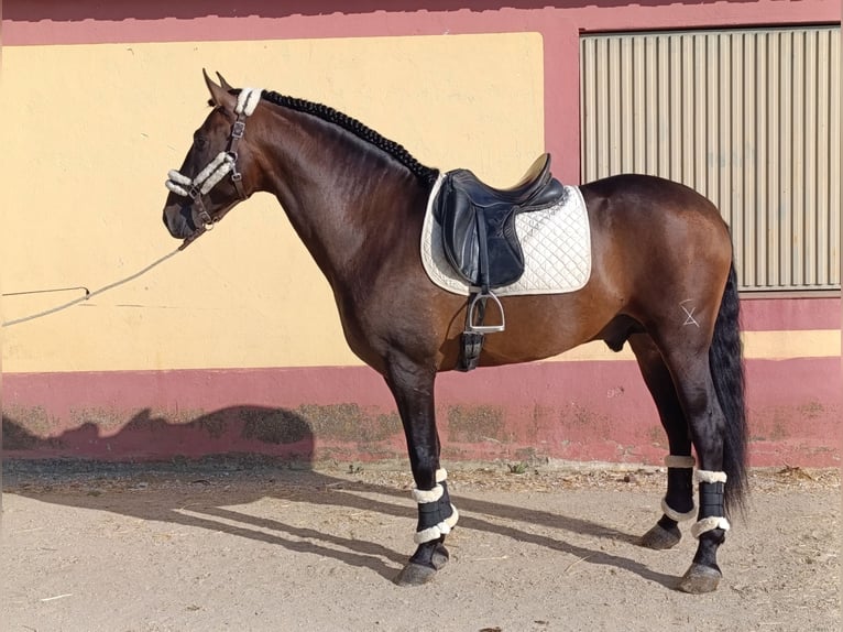 PRE Mix Hengst 4 Jahre 167 cm Brauner in Medellin