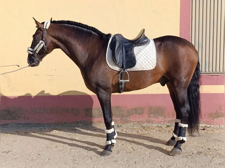 PRE Mix Hengst 4 Jahre 167 cm Brauner in Medellin