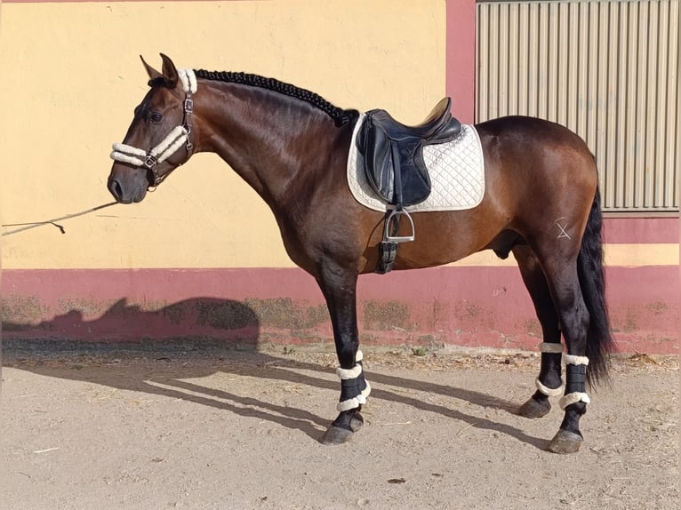 PRE Mix Hengst 4 Jahre 167 cm Brauner in Medellin