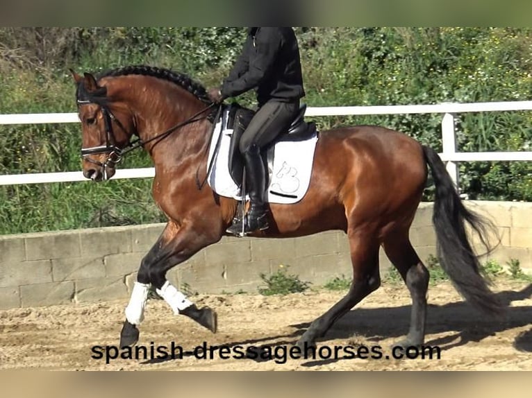 PRE Mix Hengst 4 Jahre 167 cm Brauner in Barcelona