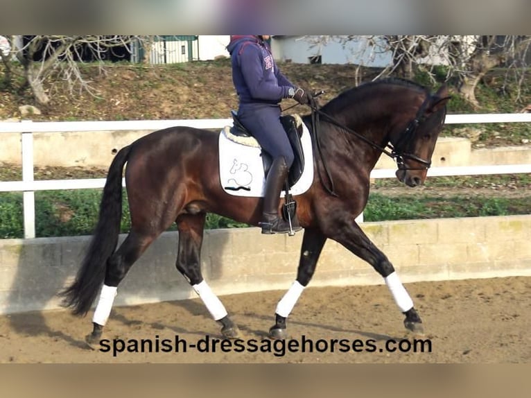 PRE Mix Hengst 4 Jahre 167 cm Brauner in Barcelona