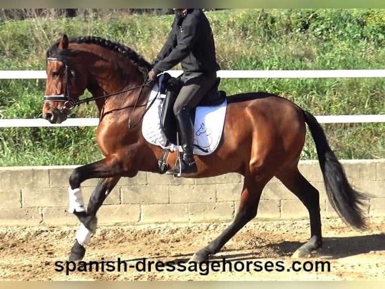 PRE Mix Hengst 4 Jahre 167 cm Brauner in Barcelona