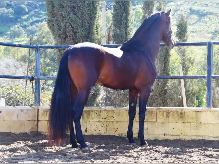 PRE Hengst 4 Jahre 167 cm Brauner in Provinz Malaga