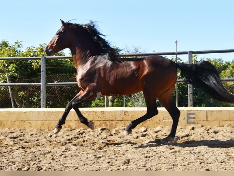 PRE Hengst 4 Jahre 167 cm Brauner in Provinz Malaga