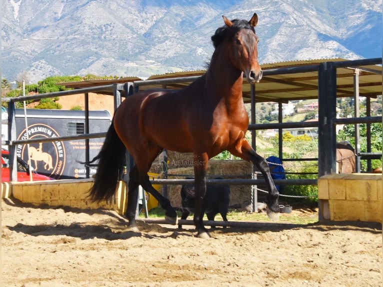 PRE Hengst 4 Jahre 167 cm Brauner in Provinz Malaga