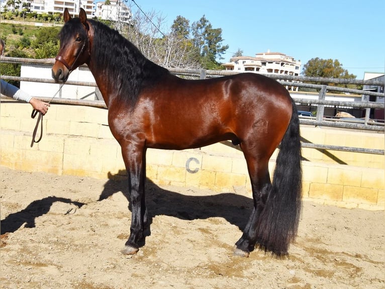 PRE Hengst 4 Jahre 167 cm Brauner in Provinz Malaga