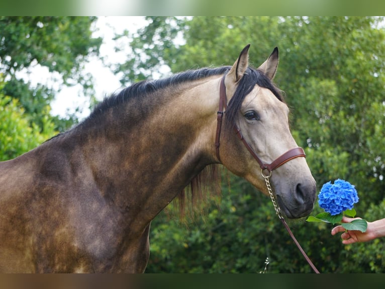 PRE Hengst 4 Jahre 167 cm Buckskin in Ourense