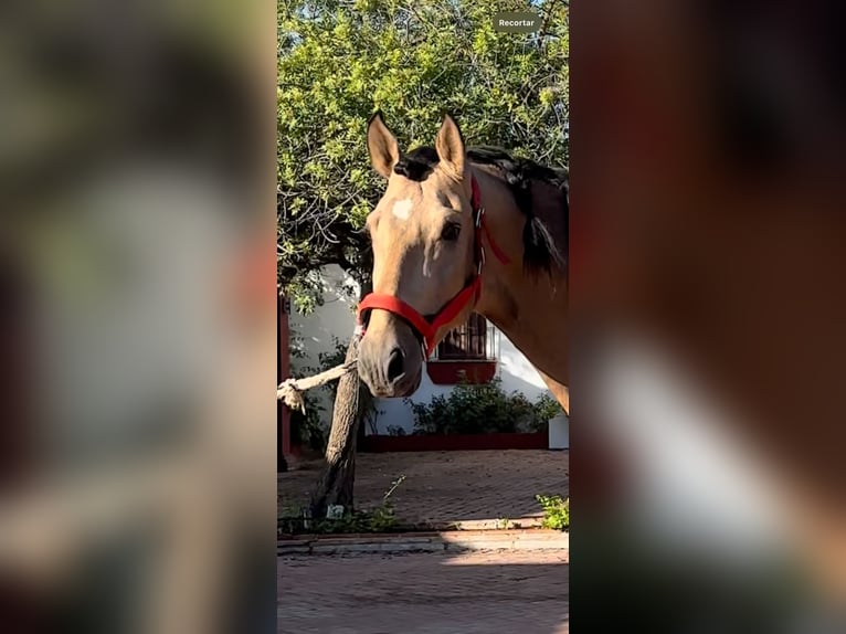 PRE Mix Hengst 4 Jahre 167 cm Buckskin in Palma del Rìo