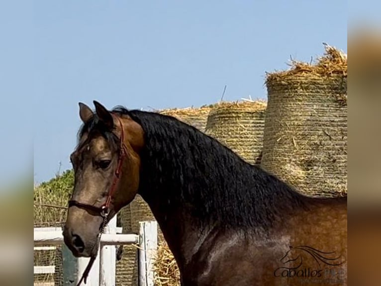 PRE Hengst 4 Jahre 167 cm Buckskin in Barcelona