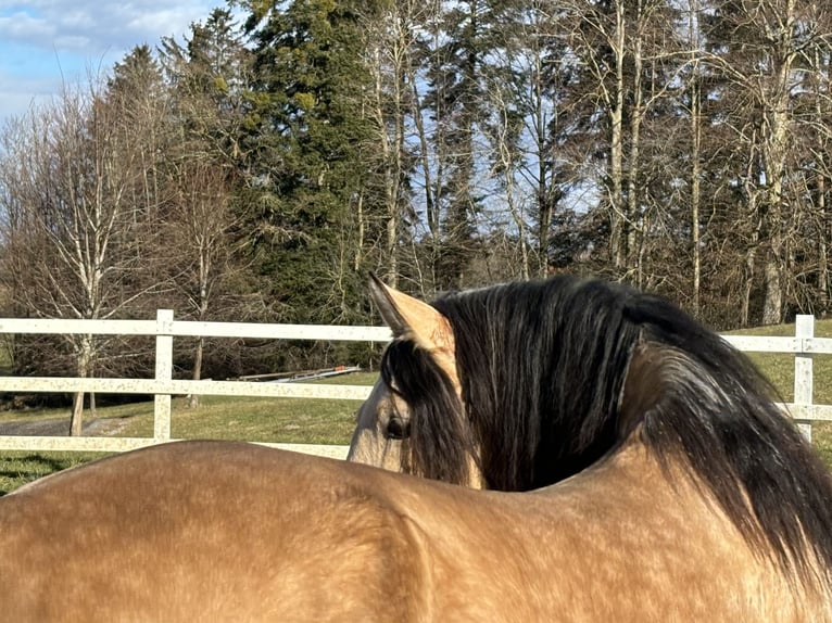 PRE Hengst 4 Jahre 167 cm Falbe in Sigmarszell