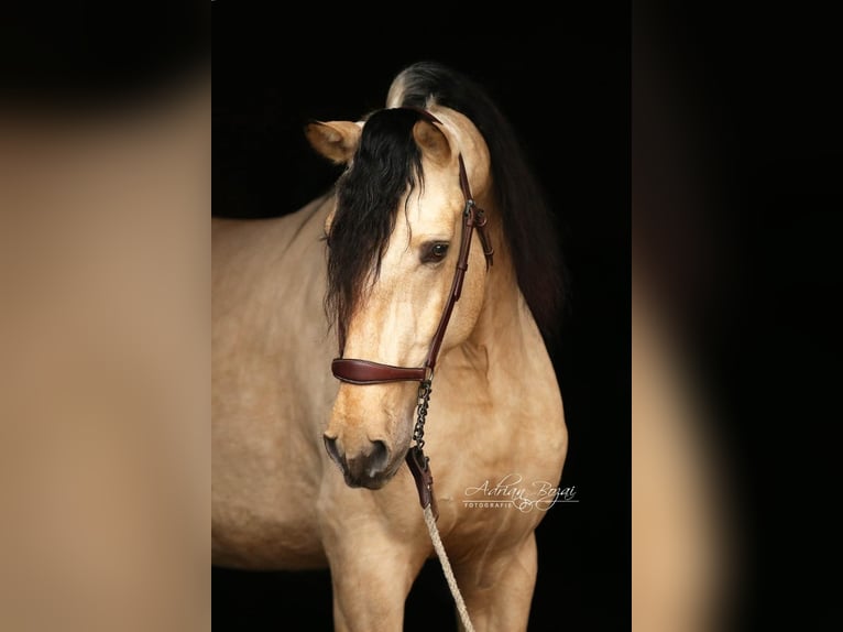 PRE Hengst 4 Jahre 167 cm Falbe in Sigmarszell