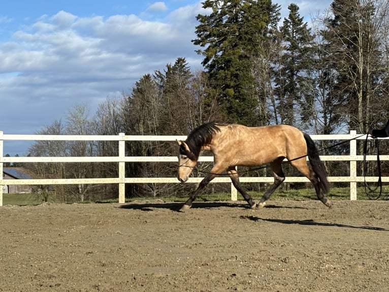 PRE Hengst 4 Jahre 167 cm Falbe in Sigmarszell