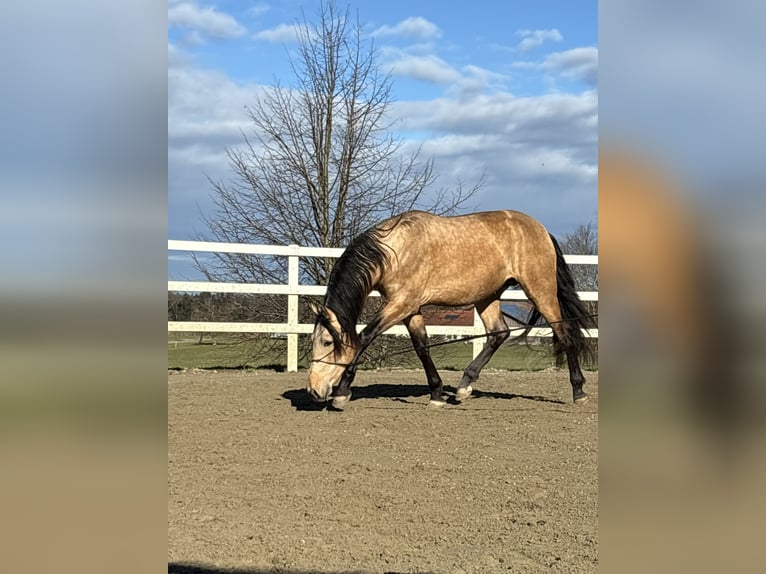 PRE Hengst 4 Jahre 167 cm Falbe in Sigmarszell