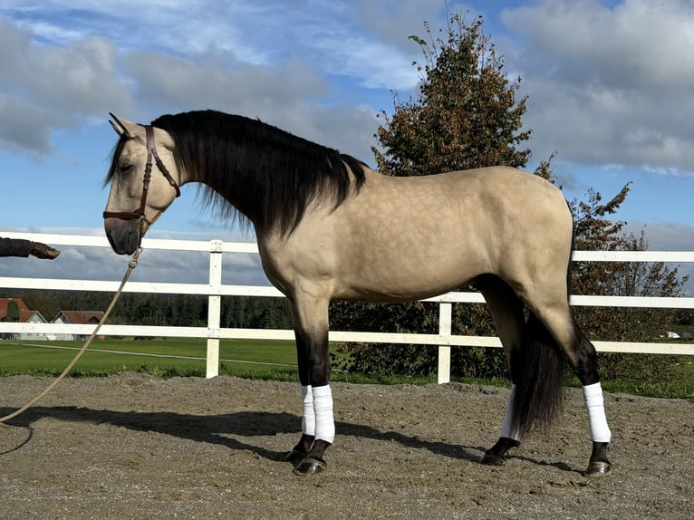 PRE Hengst 4 Jahre 167 cm Falbe in Sigmarszell