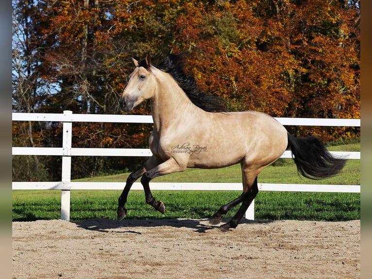 PRE Hengst 4 Jahre 167 cm Falbe in Sigmarszell