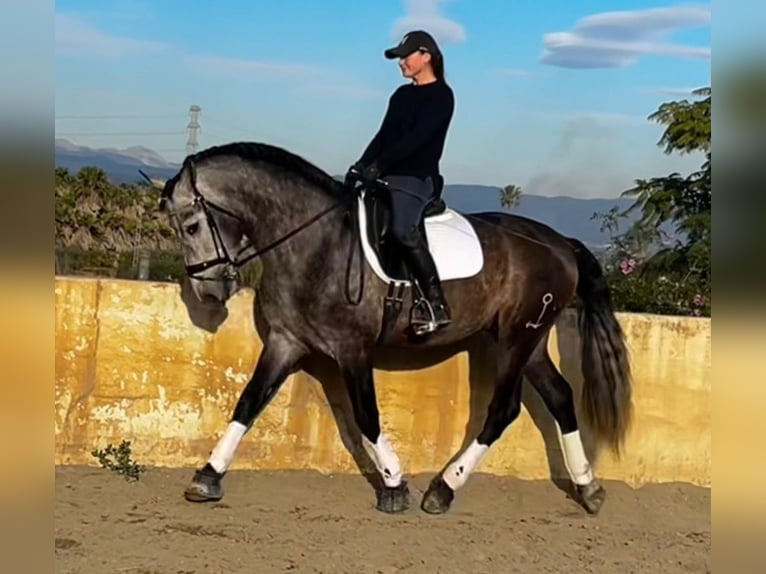 PRE Mix Hengst 4 Jahre 167 cm Rappschimmel in Martfeld