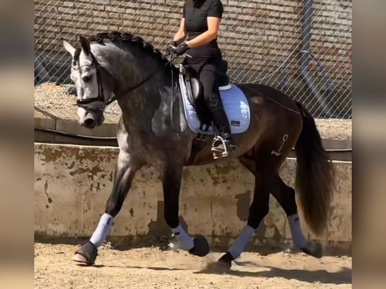 PRE Mix Hengst 4 Jahre 167 cm Rappschimmel in Martfeld