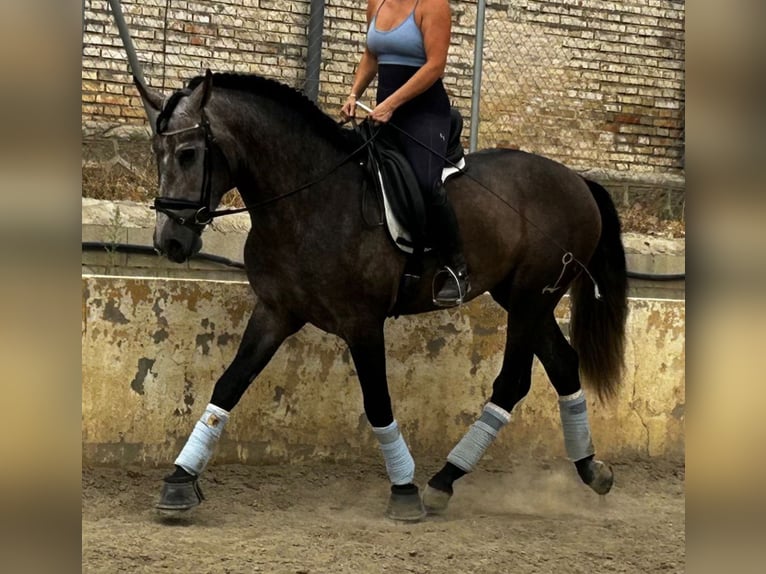PRE Mix Hengst 4 Jahre 167 cm Rappschimmel in Martfeld
