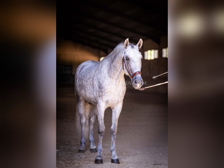 PRE Hengst 4 Jahre 167 cm Schimmel in Rafelguaraf