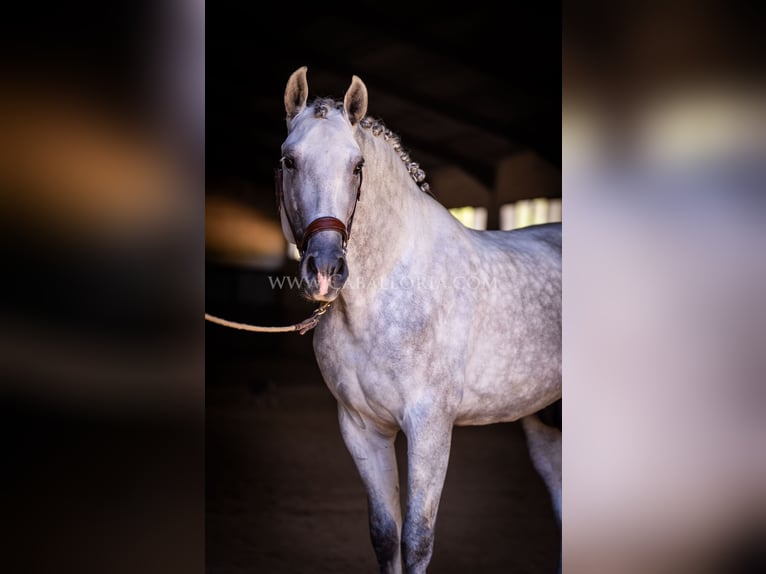 PRE Hengst 4 Jahre 167 cm Schimmel in Rafelguaraf