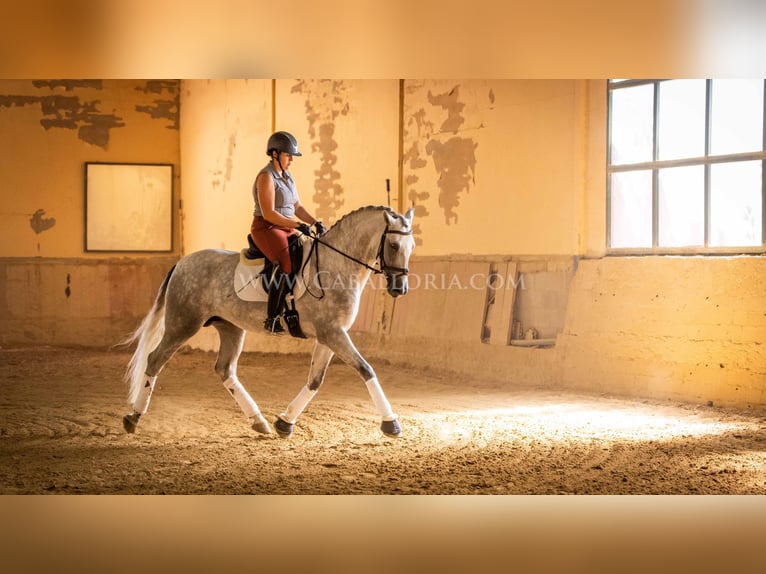 PRE Hengst 4 Jahre 167 cm Schimmel in Rafelguaraf