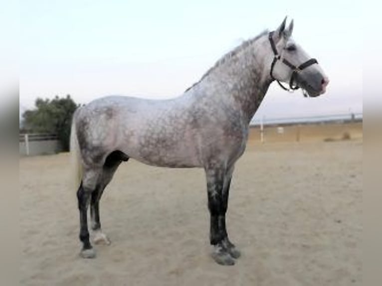 PRE Mix Hengst 4 Jahre 167 cm Schimmel in Sevilla