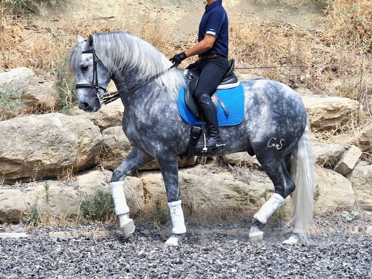 PRE Mix Hengst 4 Jahre 167 cm Schimmel in NAVAS DEL MADRONO