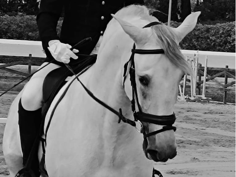 PRE Mix Hengst 4 Jahre 167 cm Schimmel in Navas Del Madro&#xF1;o