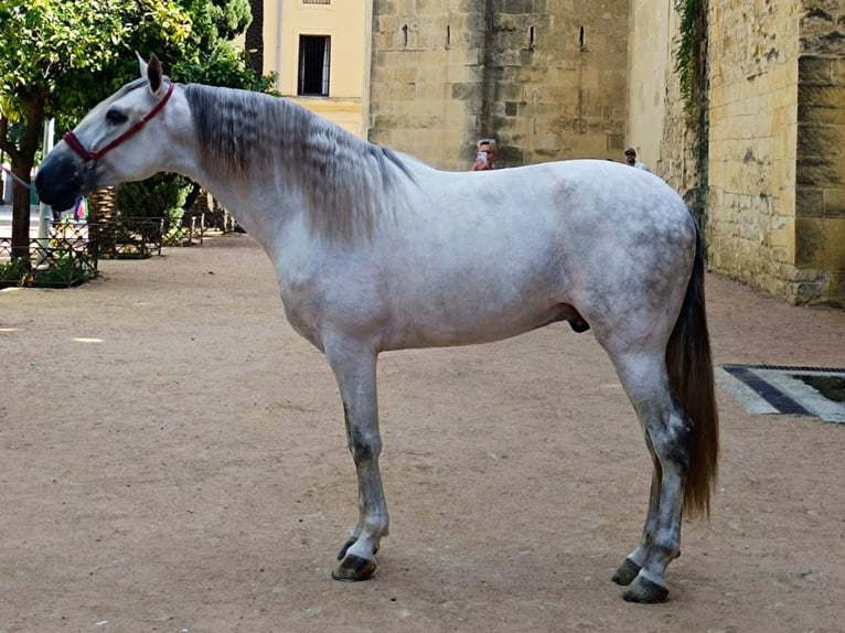 PRE Mix Hengst 4 Jahre 167 cm Schimmel in Navas Del Madro&#xF1;o