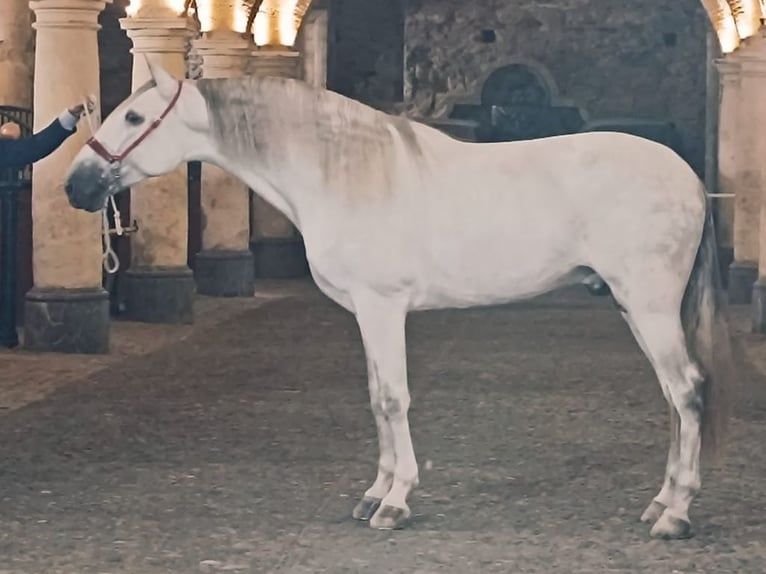 PRE Mix Hengst 4 Jahre 167 cm Schimmel in Navas Del Madro&#xF1;o