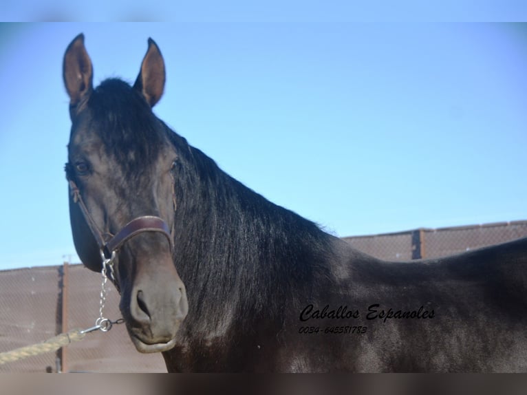 PRE Hengst 4 Jahre 167 cm Schwarzbrauner in Vejer de la Frontera