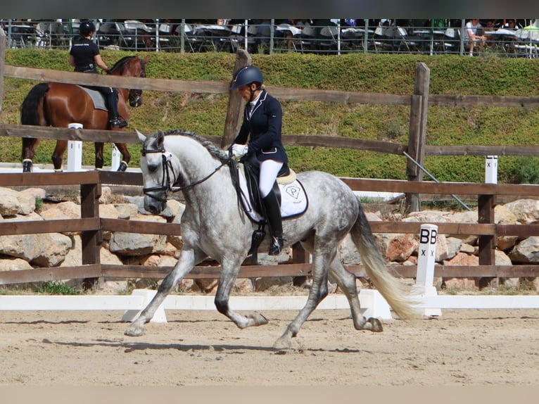 PRE Mix Hengst 4 Jahre 168 cm Apfelschimmel in Sagunt/Sagunto