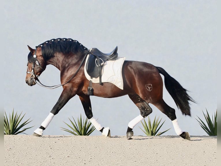 PRE Hengst 4 Jahre 168 cm Brauner in Jerez de la Frontera