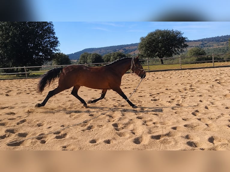 PRE Hengst 4 Jahre 168 cm Brauner in Navahermosa