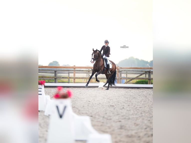 PRE Hengst 4 Jahre 168 cm Brauner in Heemskerk