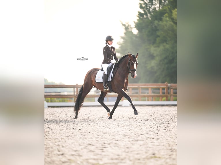 PRE Hengst 4 Jahre 168 cm Brauner in Heemskerk