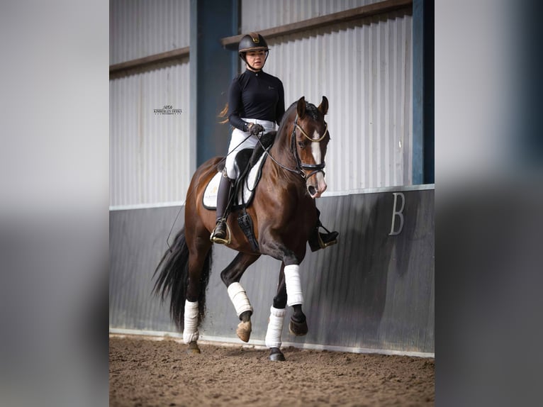 PRE Hengst 4 Jahre 168 cm Brauner in Heemskerk