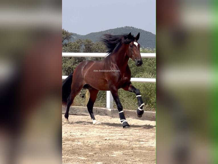 PRE Mix Hengst 4 Jahre 168 cm Brauner in Sevilla